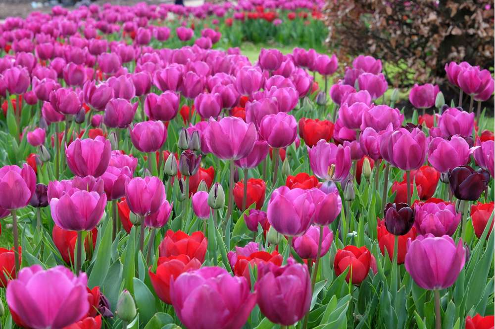 Tulipan 'Negrita' (Storkøb) - 80 løg